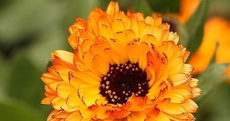 告别的花语——以玫瑰花为主题的文章（玫瑰花的花语传达离别之情）