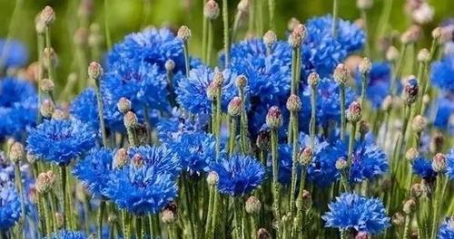 以紫色玫瑰的花语为主题的文章（理解）