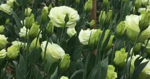青春活力之花语（以什么花的花语代表青春活力）
