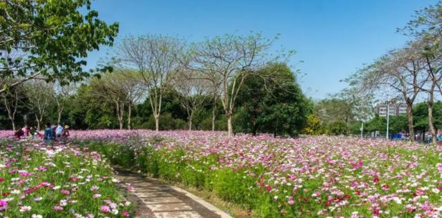 波斯菊的原产地在哪里？——探寻波斯菊的起源与历史