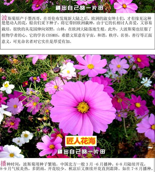 如何正确留种波斯菊（从收获到储存）