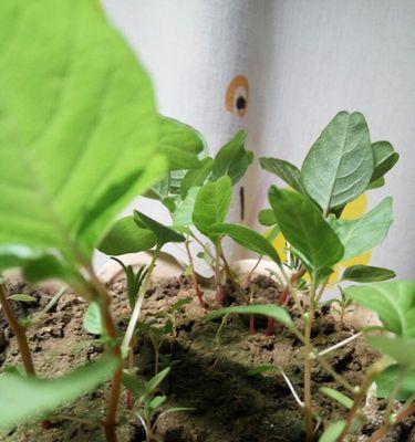 如何正确留种波斯菊（从收获到储存）