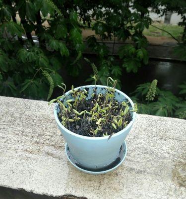 如何正确留种波斯菊（从收获到储存）