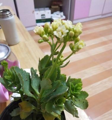 玻璃翠的浇水技巧（了解这些）