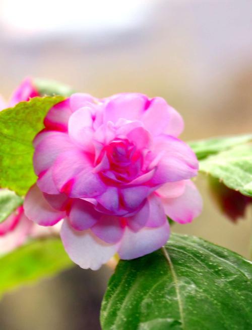 为什么玻璃翠不开花（探究玻璃翠不开花的原因与解决方法）