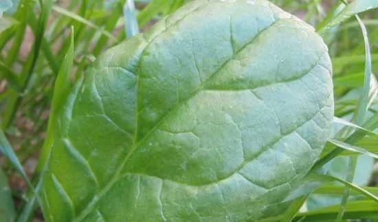 菠菜病虫害防治技术（从预防入手）