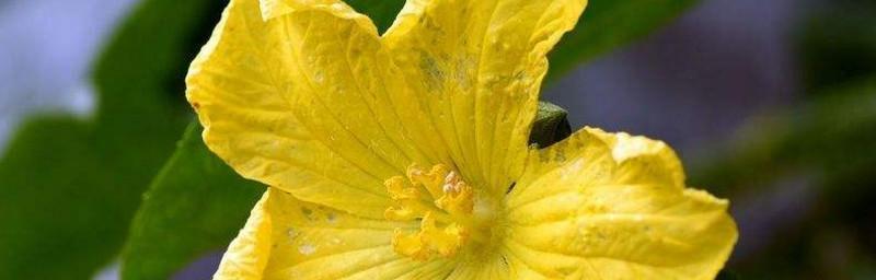 菠菜的花朵结构及性别类型探究（揭秘菠菜的单性花和双性花特征）