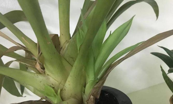 菠萝催花时间和方法（掌握催花技巧）