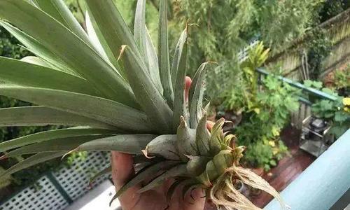 菠萝生长期的浇水管理（掌握浇水时间和量的技巧）