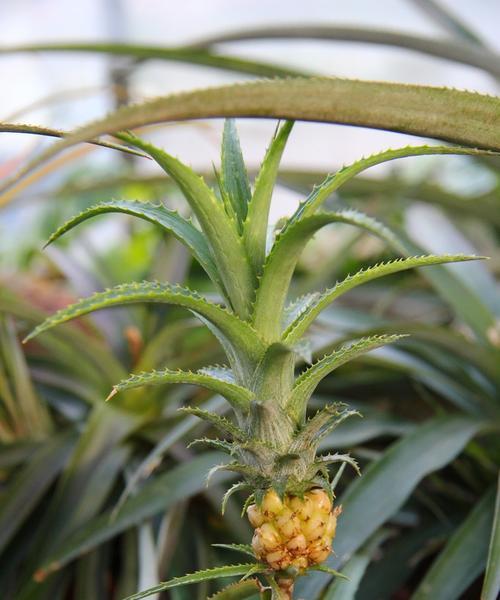 菠萝开花结果的生长周期（探究菠萝开花结果的季节）