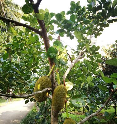 寻找菠萝蜜生长的秘密和优质产区（寻找菠萝蜜生长的秘密和优质产区）