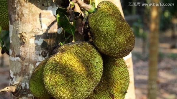 如何正确保存菠萝蜜（妙招让你吃到香甜可口的菠萝蜜）