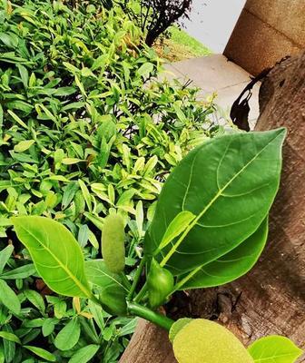 菠萝蜜冬天掉叶子原因分析（寻找菠萝蜜掉叶子的关键）
