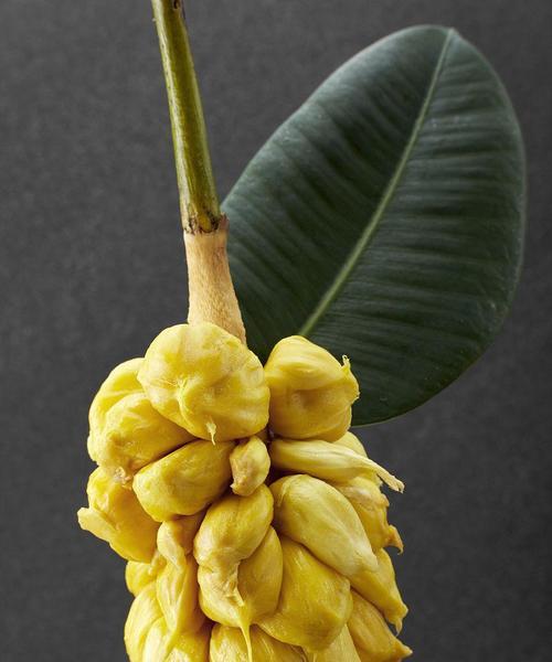 菠萝蜜开花结果全过程解析（菠萝蜜几月开花结果）