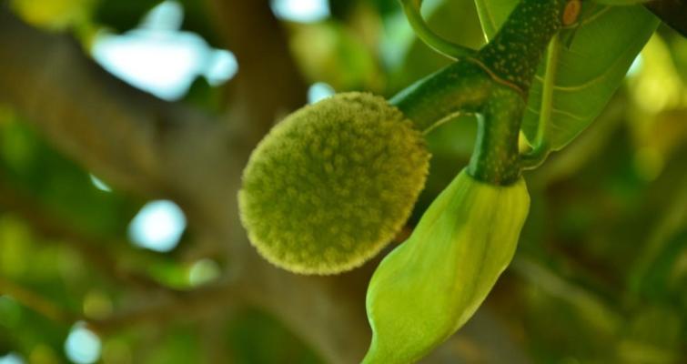 菠萝蜜开花结果全过程解析（菠萝蜜几月开花结果）
