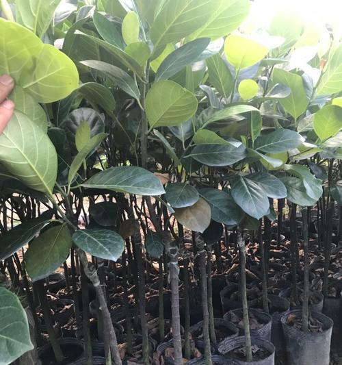 菠萝蜜嫁接技术研究（探究菠萝蜜的嫁接方法及其效果）
