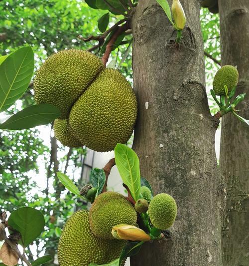 菠萝蜜嫁接技术研究（探究菠萝蜜的嫁接方法及其效果）