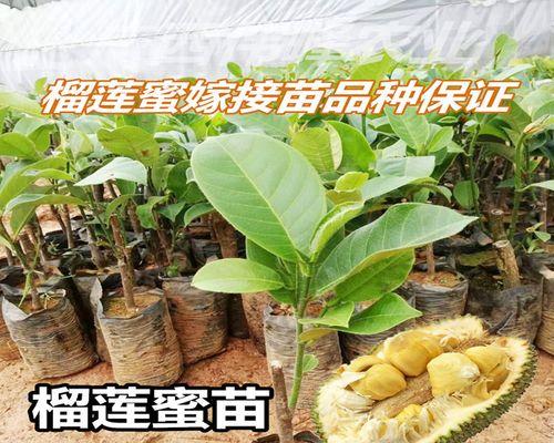 菠萝蜜可以在家盆栽吗（了解菠萝蜜的生长要求与盆栽技巧）