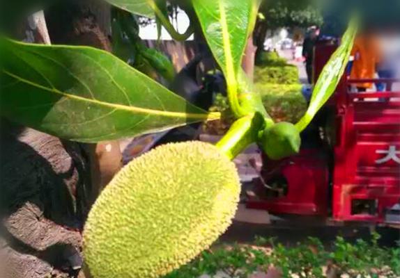 菠萝蜜的上市时间和成熟季节剖析（一年四季）