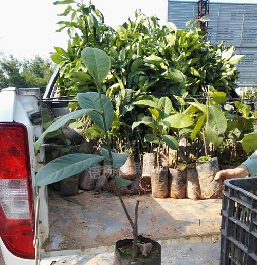 如何给菠萝蜜树施肥（最适合的肥料及施肥时间）