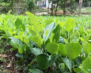 如何给菠萝蜜树施肥（最适合的肥料及施肥时间）