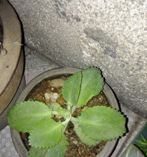菠萝苗的冬季养护（冬季菠萝苗如何避免冻死）