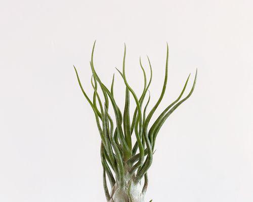 菠萝能否吸收甲醛（揭秘菠萝吸附甲醛的真相）