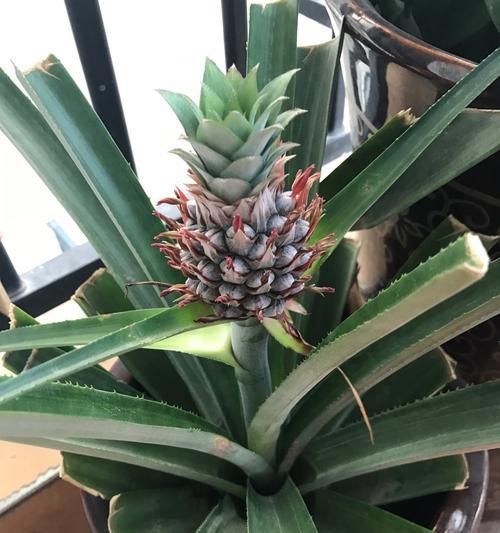 菠萝开花结果的生长过程（从生长到结果）