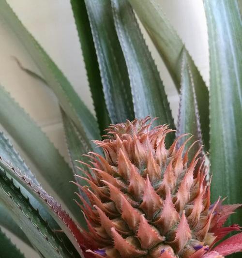 菠萝生长温度探析（菠萝的最适生长温度是多少度）