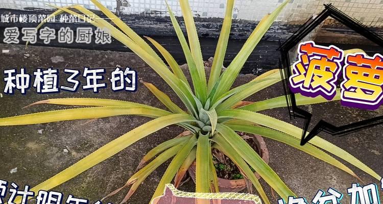 菠萝头几年结果实的种植技巧（掌握关键技巧）
