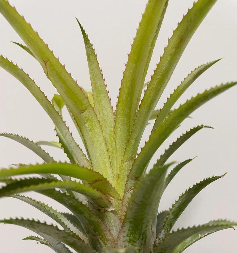 木菠萝种子的营养价值与食用方法（探究木菠萝种子的药用功效及其食用方式）