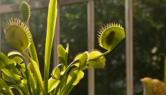 捕蝇草养护之浇水要点（正确的浇水时间与方法）