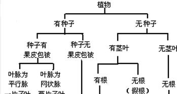 捕蝇草分株的最佳时间（掌握正确的分株技巧）