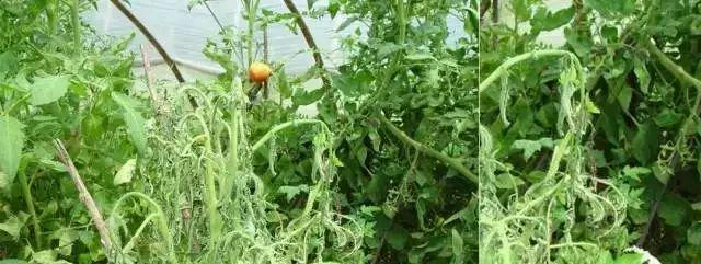 番茄病毒病的防治方法（了解番茄病毒病的症状及防治措施）