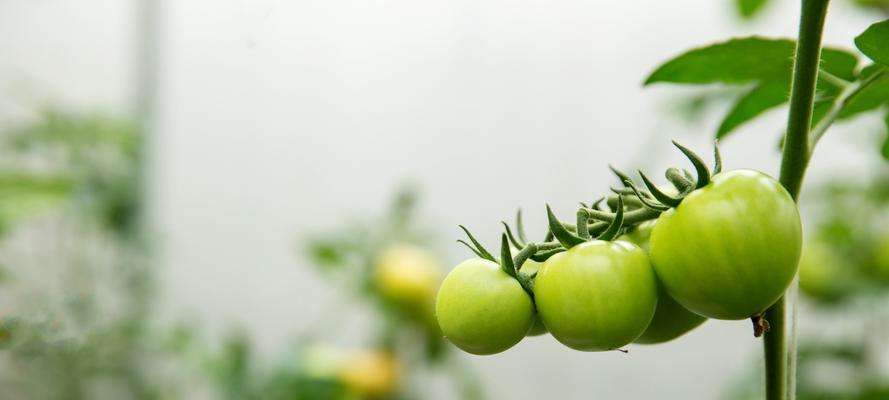 探秘番茄之美（番茄的样子）