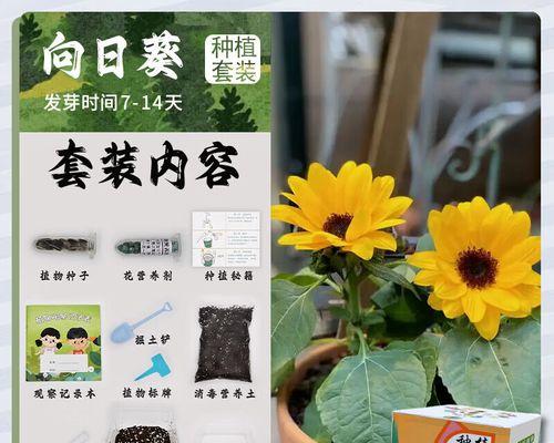 探究番茄籽的种植方法（如何利用番茄籽打造绿色种植生活）