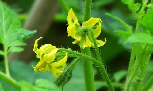 番茄花期全解析（揭秘番茄花期）