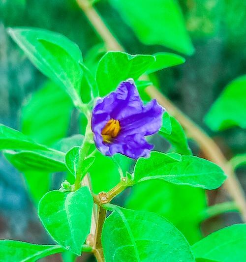 解析番茄花的性别（番茄花是单性花还是两性花）
