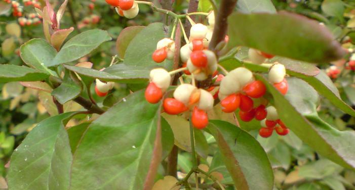 解析番茄花的性别（番茄花是单性花还是两性花）