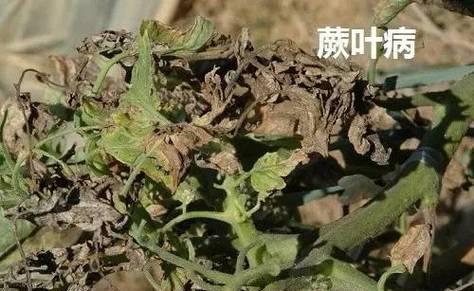 番茄花叶病的症状、防治方法及注意事项（保护番茄花叶）