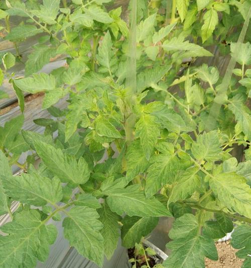 番茄黄叶的原因及解决方法（从根源治疗）