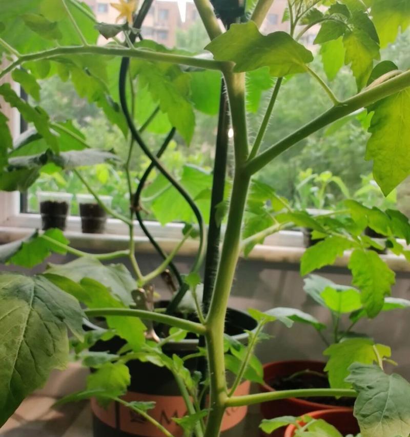 番茄最佳播种时间是什么时候（选择正确的时间种植）