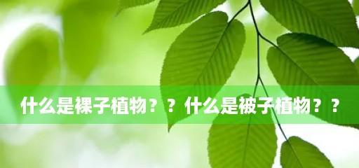 揭秘番茄的植物分类（番茄的分类）