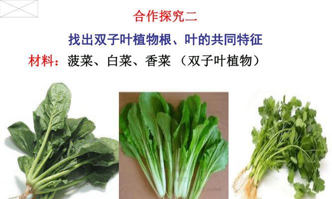 番茄叶的奥秘（解读番茄叶的结构与功能）