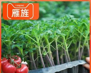 番茄的种植季节与方法（如何选择最适合种植番茄的季节）