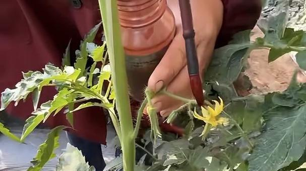番茄授粉时间与方式方法详解（掌握正确的授粉技巧）