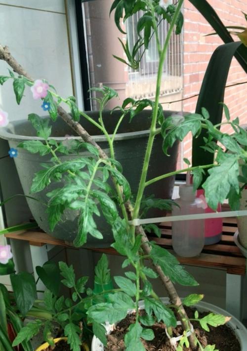 番茄为什么不开花（探讨番茄开花的原因和解决方法）