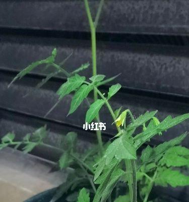 番茄为什么不开花（探讨番茄开花的原因和解决方法）
