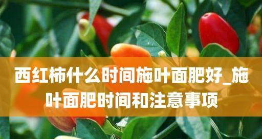 如何选择适合番茄的肥料（掌握番茄肥料的知识）