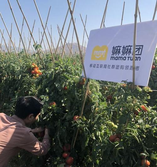 探寻番茄的祖国（追溯历史源流）